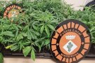 Un home a Martorelles amb 1.112 plantes de marihuana dins del seu cotxe és detingut per la policia local