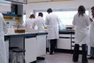 S'ha desenvolupat per investigadors de la UAB una teràpia gènica que cura una malaltia rara dels ossos