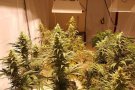 S'ha desmantellat un grup de Sabadell després d'haver blanquejat 3 MEUR derivat d'una plantació de Marihuana