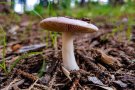 A causa de les pluges i la humitat, es preveu un bon cap de setmana per a una bona collita de bolets.