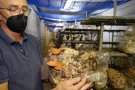 Bolet Ben fet lidera el cultiu de bolets frescos comestibles autòctons a Catalunya