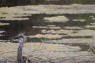 Es nidifica per primer cop una parella de bernats pescaires al Besòs