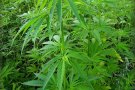 Un robatori amb violència en una casa on es cultivava marihuana a Lliçà d'Amunt