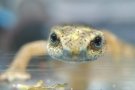 El Zoo de Barcelona allibera espècies autòctones amb el seu nou model de conservació