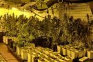 La Policia de Cardedeu ha trobat més de 300 plantes de marihuana a l'interior d'un garatge
