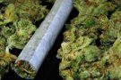 Desmantellats dos cultius de marihuana al polígon industrial de Barberà del Vallès