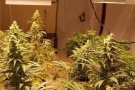 Desmantellat un cultiu de marihuana amb unes 800 plantes en un pis de Rubí