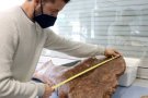 Paleontòlegs catalans de l'ICP descobreixen una nova espècie de dinosaure que va viure fa 70 milions d'anys