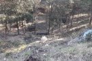 L'Ajuntament de Caldes de Montbui reforça el manteniment de les zones boscoses a les urbanitzacions per a prevenir possibles incendis