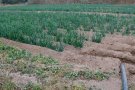 Els terrenys de producció d'agricultura ecològica augmenten un 56% a la UE en menys d'una dècada