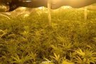 Tres detinguts i una plantació de 5.000 plantes de marihuana desmantellada en una nau de Castellar del Vallès
