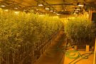 Dos detinguts en el desmantellament de dues plantacions de marihuana a Montcada i Reixac i Polinyà