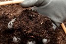 Les deixalleries distribuiran compost gratuït per a horts i jardins