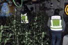Desmantellen una plantació de cànnabis a Lliçà de Vall valorada en més de 400.000 €