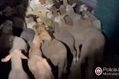 Troben desenes de xais enterrats en fosses a la zona de barraques de Montcada on hi havia l'explotació il·legal