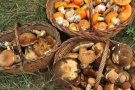 Amb l'arribada de la tardor torna la temporada de bolets: els millors llocs per anar a buscar bolets