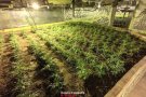 Els Mossos d'Esquadra han decomissat a Caldes de Montbui una plantació de marihuana de 950 plantes