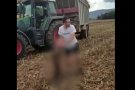 Denuncien un home a Cardedeu per maltractament animal a un porc senglar