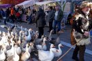 Viladecavalls torna amb una nova edició de la Festa Major d’hivern