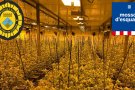 Els Mossos detenen tres homes a Sant Feliu de Codines pel cultiu de 1.000 plantes de marihuana