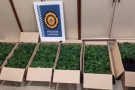 La Policia Local de Cardedeu deté dues persones en una intercepció d'un vehicle amb 616 esqueixos de marihuana