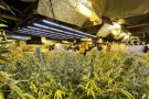 Els Mossos decomissen 1.300 plantes de marihuana a un habitatge de Llerona i detenen a dues persones