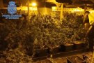 Desmantellen un habitatge unifamiliar amb 772 plantes de marihuana a Terrassa