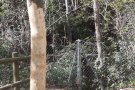 L'Ajuntament de Caldes denuncia un atac vandàlic a quatre arbres del Parc de Can Rius, un fet que provocarà la mort dels exemplars