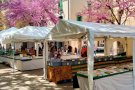 La llegenda de Sant Jordi continua a Cardedeu amb les parades de llibres i roses