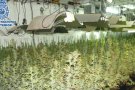 Tres detinguts en el desmantellament d'una plantació de 1.600 plantes de marihuana a Terrassa
