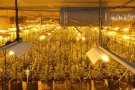 Els Mossos desmantellen un establiment a Terrassa amb 2.000 plantes de marihuana