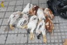 La Guàrdia Civil investiga un veí de Terrassa per sacrificar animals per elaborar rituals de santeria