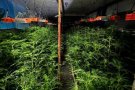 Localitzen 3.000 plantes de marihuana dins d'una nau industrial a Granollers a causa d'un incendi