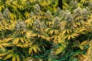 Detingut un home amb 969 plantes de marihuana al maleter del cotxe a Sant Fost de Campsentelles