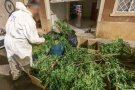 Els Mossos detenen un home a Sabadell després de trobar 9.018 plantes de marihuana