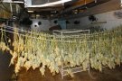 Els Mossos intervenen més de 80 quilos de marihuana en una plantació a Mollet i detenen dos homes
