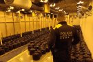 Desmantellada una plantació 1.500 plantes de marihuana en una nau industrial de Lliçà de Vall