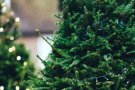 Mollet repren la campanya de recollida d'arbres i plantes de Nadal per reciclar-los