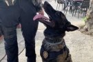 La Policia Local de les Franqueses deté un home per tinença de drogues amb l'ajut de la unitat canina