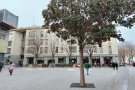 Granollers inicia una campanya per enverdir la ciutat amb la plantació de 250 arbres