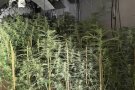 Desarticulen una plantació clandestina de més de 500 plantes de marihuana a Bigues i Riells