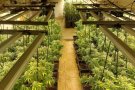 La Policia Local desmantella una plantació de 140 plantes de marihuana a Barberà del Vallès