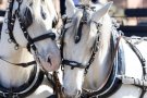Les Franqueses celebra la tradicional festa dels Tres Tombs el 7 d'abril