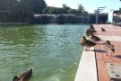 L'Ajuntament de Sabadell buida el llac del Parc Catalunya per la sequera