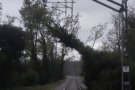 Interrupció en el servei ferroviari a la línia R3 per un arbre a les vies entre Manlleu i Ripoll