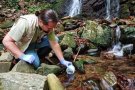 Més de 600 tritons del Montseny s'han reintroduït al seu hàbitat natural per a la conservació d'una espècie en perill d'extinció