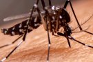 Salut Pública activa el protocol de vigilància per casos de Dengue, Chikungunya, Zika i febre del Nil Occidental a Catalunya