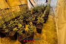 Els Mossos desmantellen una plantació de marihuana de 2.300 plantes a Sant Antoni de Vilamajor i detenen tres persones