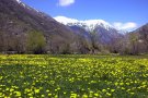Natura en plena Cerdanya