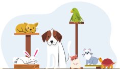 La nova llei de benestar animal: tot el que has de saber de la protecció per a les mascotes
